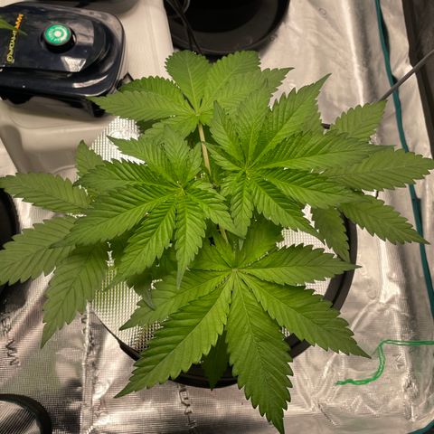 Tax Evasion  growlog photo: Looking great this morning!