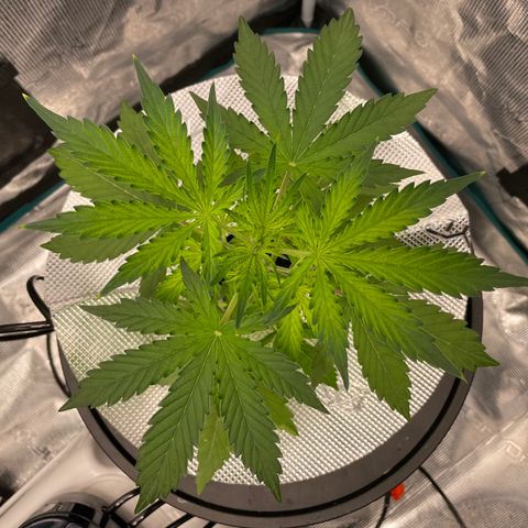Wonder Beet growlog timeline photo