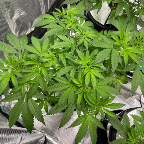 10FtTugTest growlog timeline photo