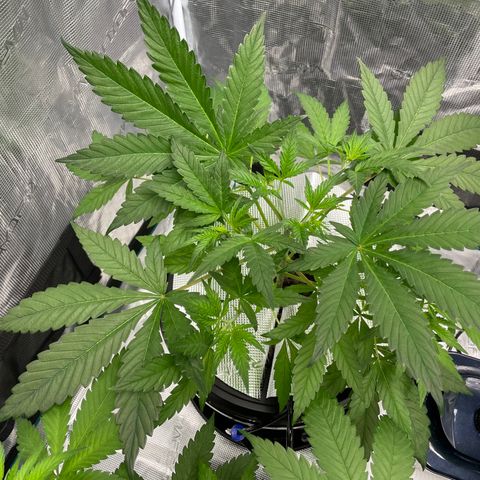 Hot Prime Load growlog timeline photo