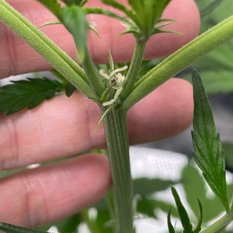Wonder Beet growlog photo: First sign of white hairs. Lights are 6/18. Because it’s in a tent with 3 photosensitives, I’ll be flipping to 12/12 in 2 days, so we’ll see how this auto handles it. 