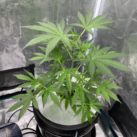 Wonder Beet growlog photo: First sign of white hairs. Lights are 6/18. Because it’s in a tent with 3 photosensitives, I’ll be flipping to 12/12 in 2 days, so we’ll see how this auto handles it. 