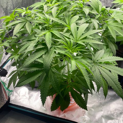 10FtTugTest growlog photo: Flipped to 12/12 light to enter flowering stage. 