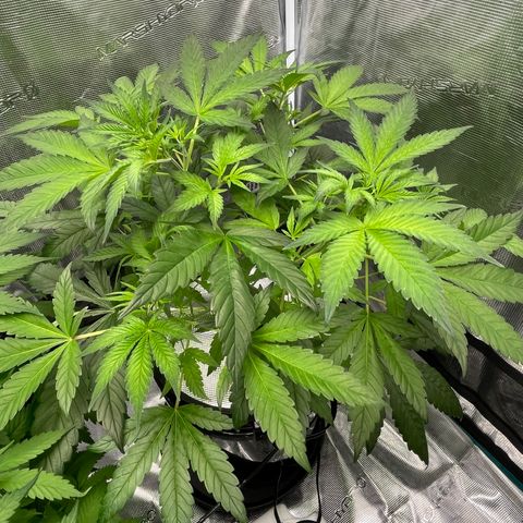 Hot Prime Load growlog photo: First day of 12/12 light. 
