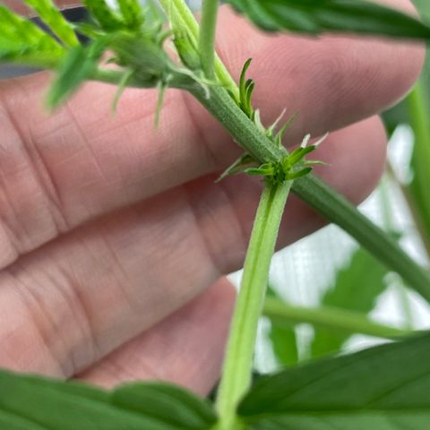 Wonder Beet growlog photo: First sign of white hairs. Lights are 6/18. Because it’s in a tent with 3 photosensitives, I’ll be flipping to 12/12 in 2 days, so we’ll see how this auto handles it. 