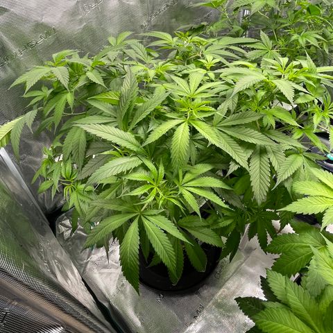10FtTugTest growlog photo: First day of 12/12