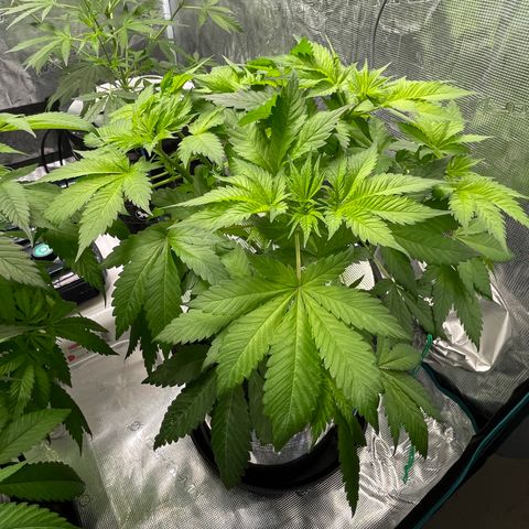 Tax Evasion  growlog photo: First day of 12/12