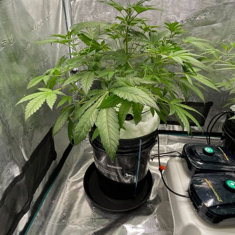 Hot Prime Load growlog timeline photo