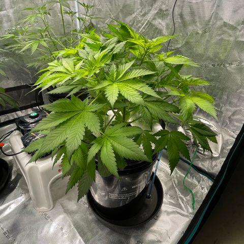 Tax Evasion  growlog timeline photo