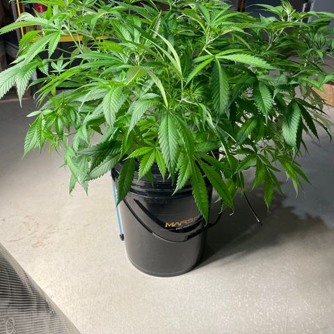 10FtTugTest growlog timeline photo