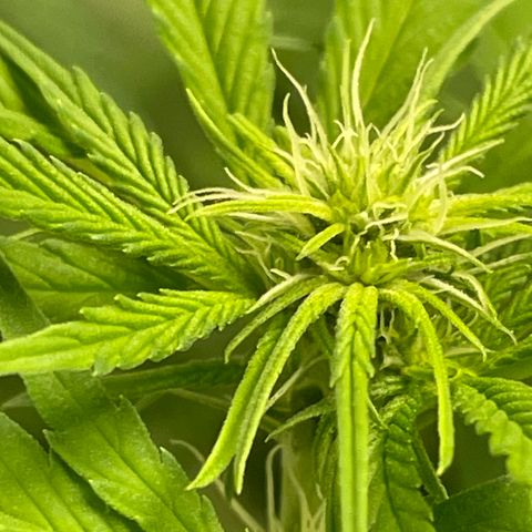 10FtTugTest growlog timeline photo