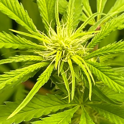 10FtTugTest growlog timeline photo