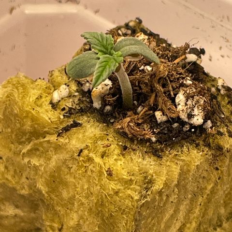 Apple Fritter Auto 1 growlog timeline photo