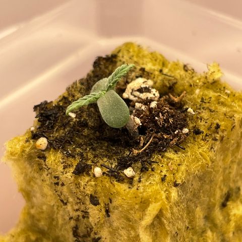 Apple Fritter Auto 2 growlog timeline photo