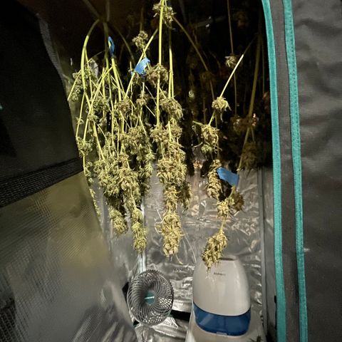 Hot Prime Load growlog timeline photo