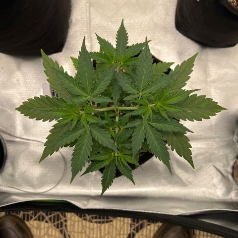 AK-47 automatica growlog timeline photo