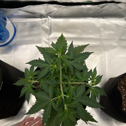 AK-47 automatica growlog timeline photo