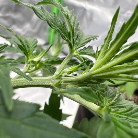 AK-47 automatica growlog timeline photo