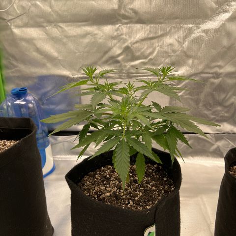 AK-47 automatica growlog timeline photo