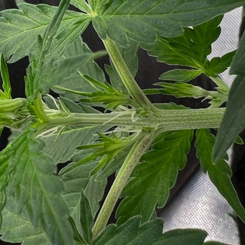 AK-47 automatica growlog timeline photo