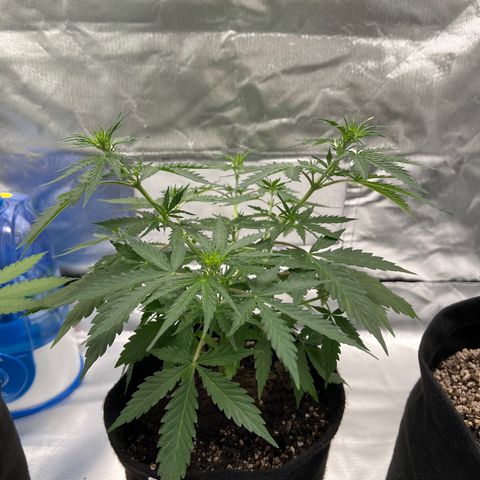 AK-47 automatica growlog timeline photo