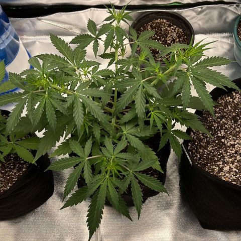AK-47 automatica growlog timeline photo