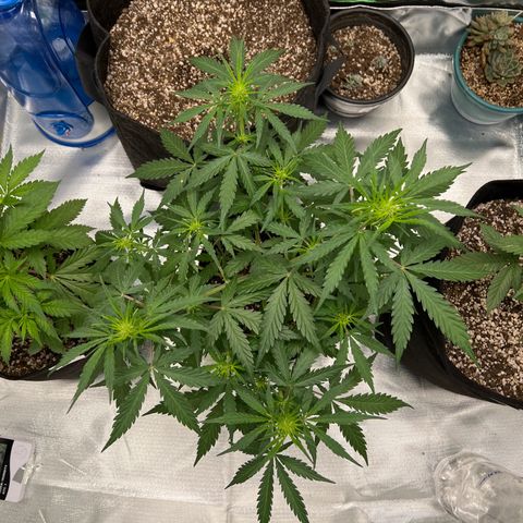 AK-47 automatica growlog timeline photo