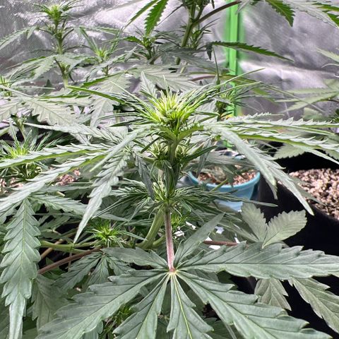 AK-47 automatica growlog timeline photo