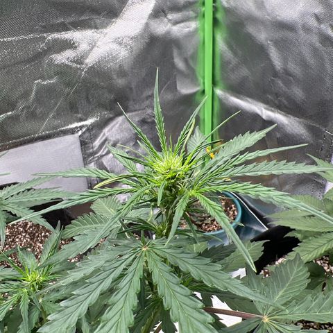 AK-47 automatica growlog timeline photo