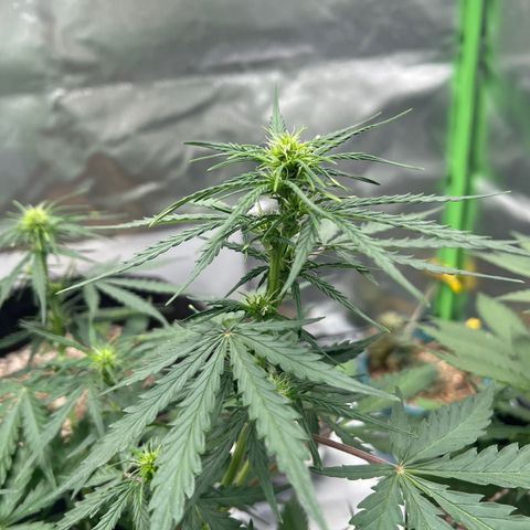 AK-47 automatica growlog timeline photo