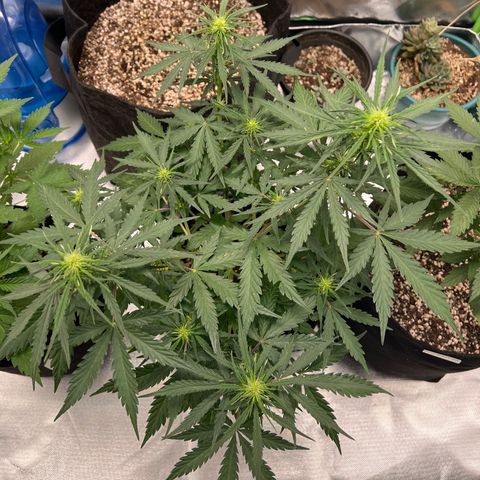 AK-47 automatica growlog timeline photo