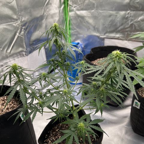 AK-47 automatica growlog timeline photo