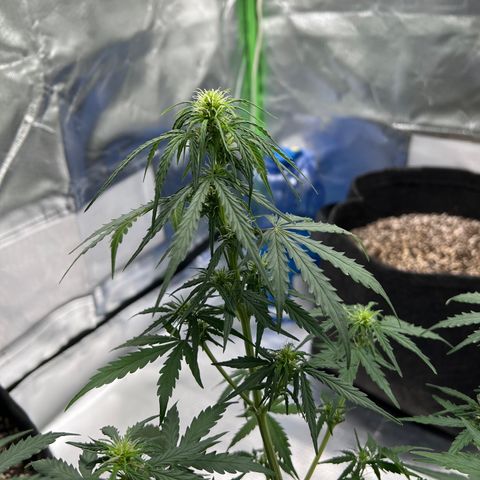 AK-47 automatica growlog timeline photo