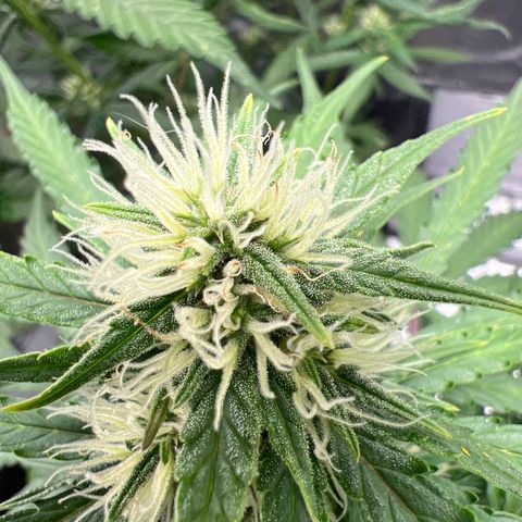 AK-47 automatica growlog timeline photo