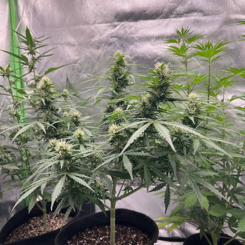 AK-47 automatica growlog timeline photo
