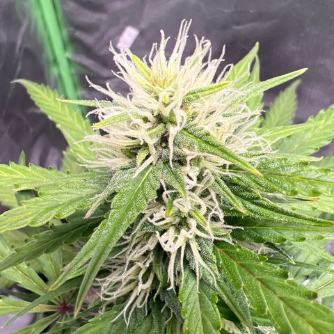 AK-47 automatica growlog timeline photo