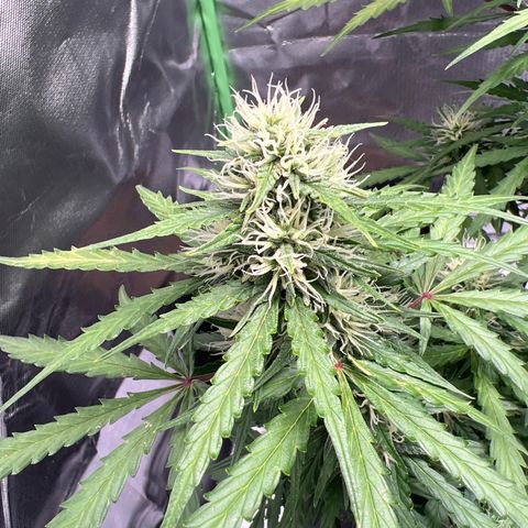 AK-47 automatica growlog timeline photo