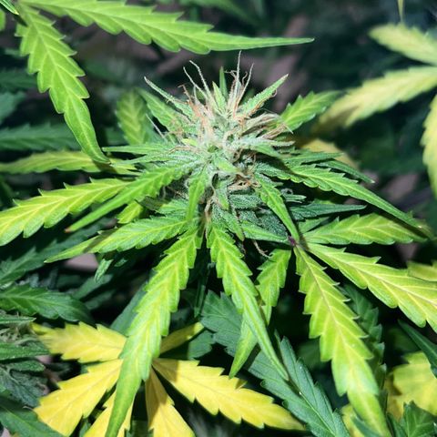 AK-47 automatica growlog timeline photo