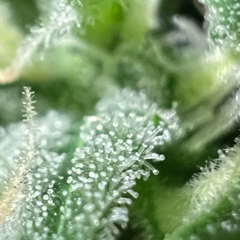 AK-47 automatica growlog timeline photo