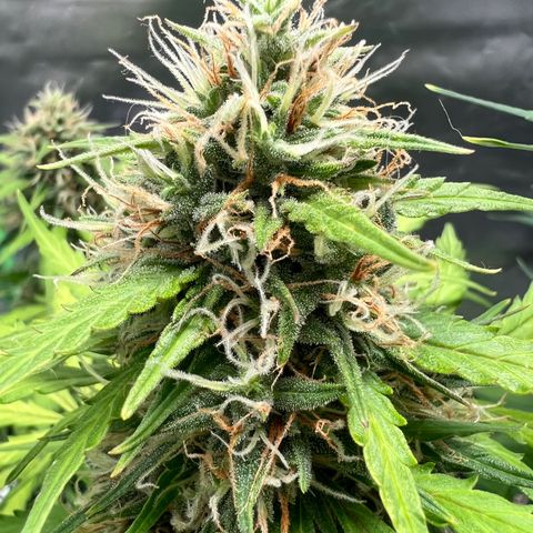 AK-47 automatica growlog timeline photo