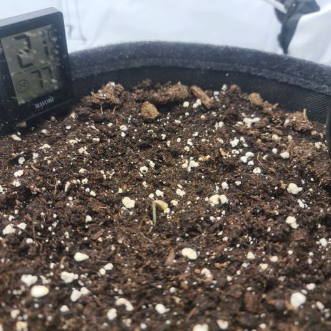 HulkBerry Automatic growlog timeline photo