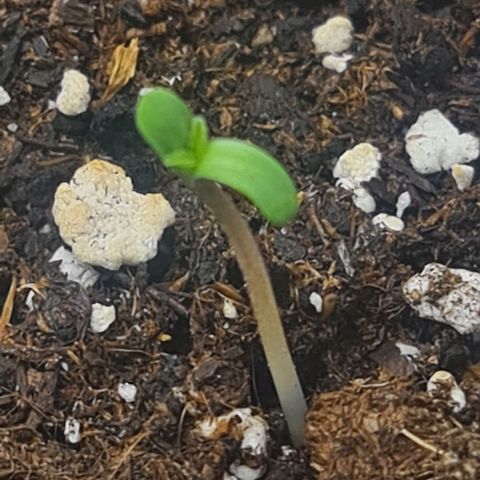 HulkBerry Automatic growlog timeline photo