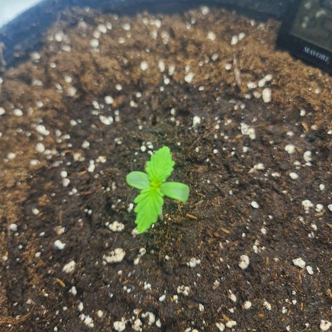 HulkBerry Automatic growlog timeline photo