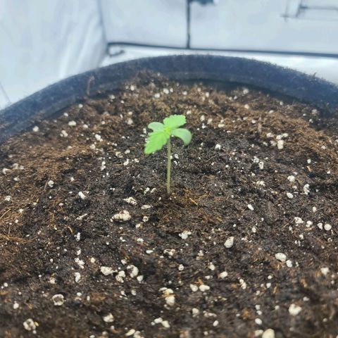 HulkBerry Automatic growlog timeline photo