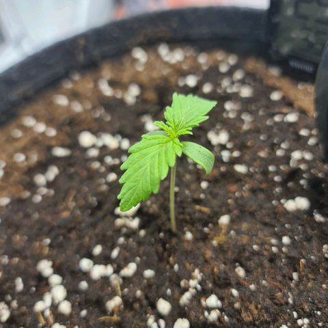HulkBerry Automatic growlog timeline photo