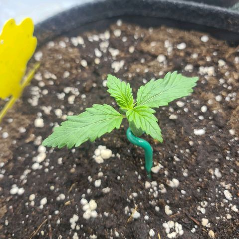 HulkBerry Automatic growlog timeline photo