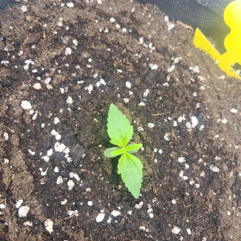 Royal Kush Automatic growlog timeline photo