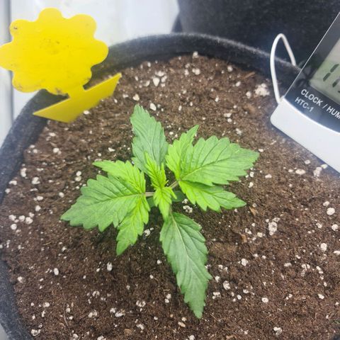 HulkBerry Automatic growlog timeline photo