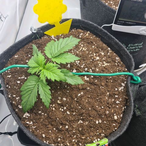 HulkBerry Automatic growlog timeline photo