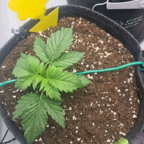 HulkBerry Automatic growlog timeline photo